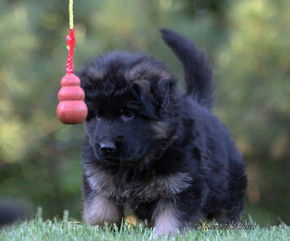 Janz Haus Upcoming Litters