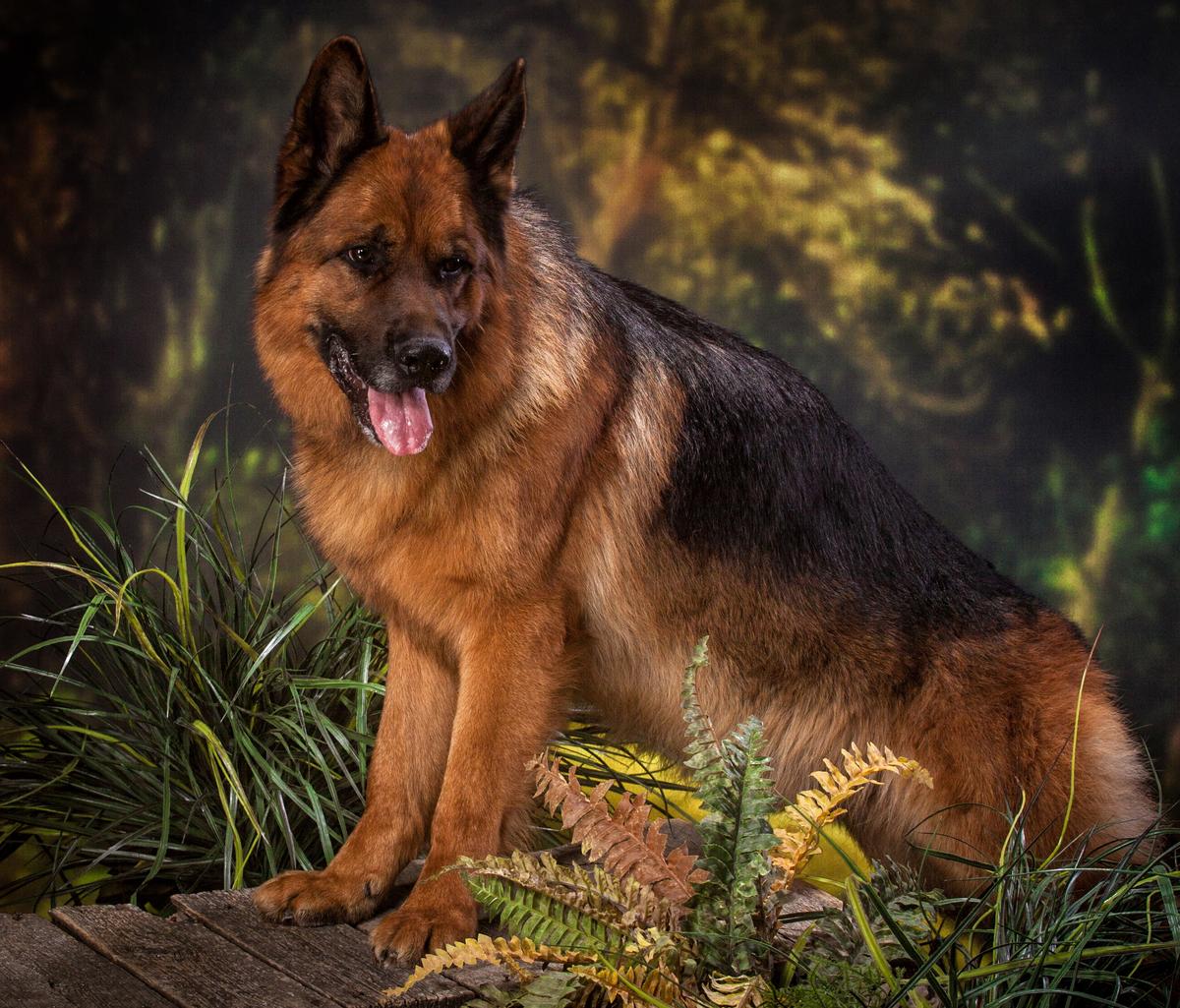 K9 Fundamental & Handling Workshop